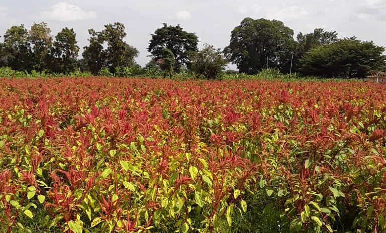 Newly released grain Amaranth varieties are now in field for seed productions