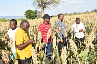 Accelerated Varietal Improvement and Seed Delivery of Legumes and Cereals in Africa (AVISA).