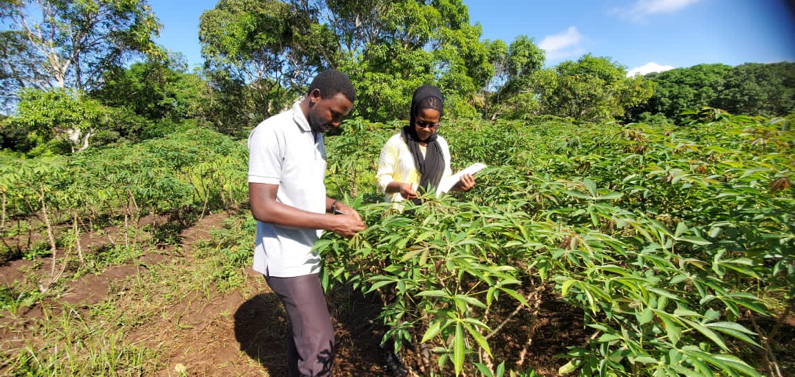 Ms. Evangelista Chiunga (Right) and Mr. Marius Bugingo (Left) all researchers from TARI Mikocheni trying to identify cassava plants affected by Cassava Mosaic Disease (CMD).