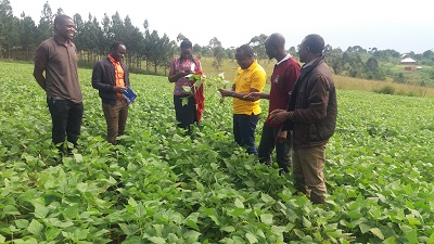 TARI Maruku conducted monitoring, learning and evaluation of common beans seed multiplication on station