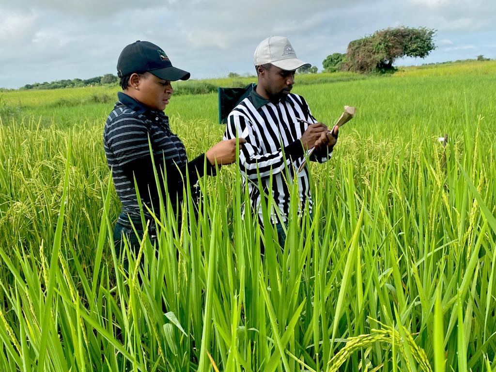 Enhancing Farmers' Access to Quality seed by Promoting Improved Rice Varieties in Tanzania