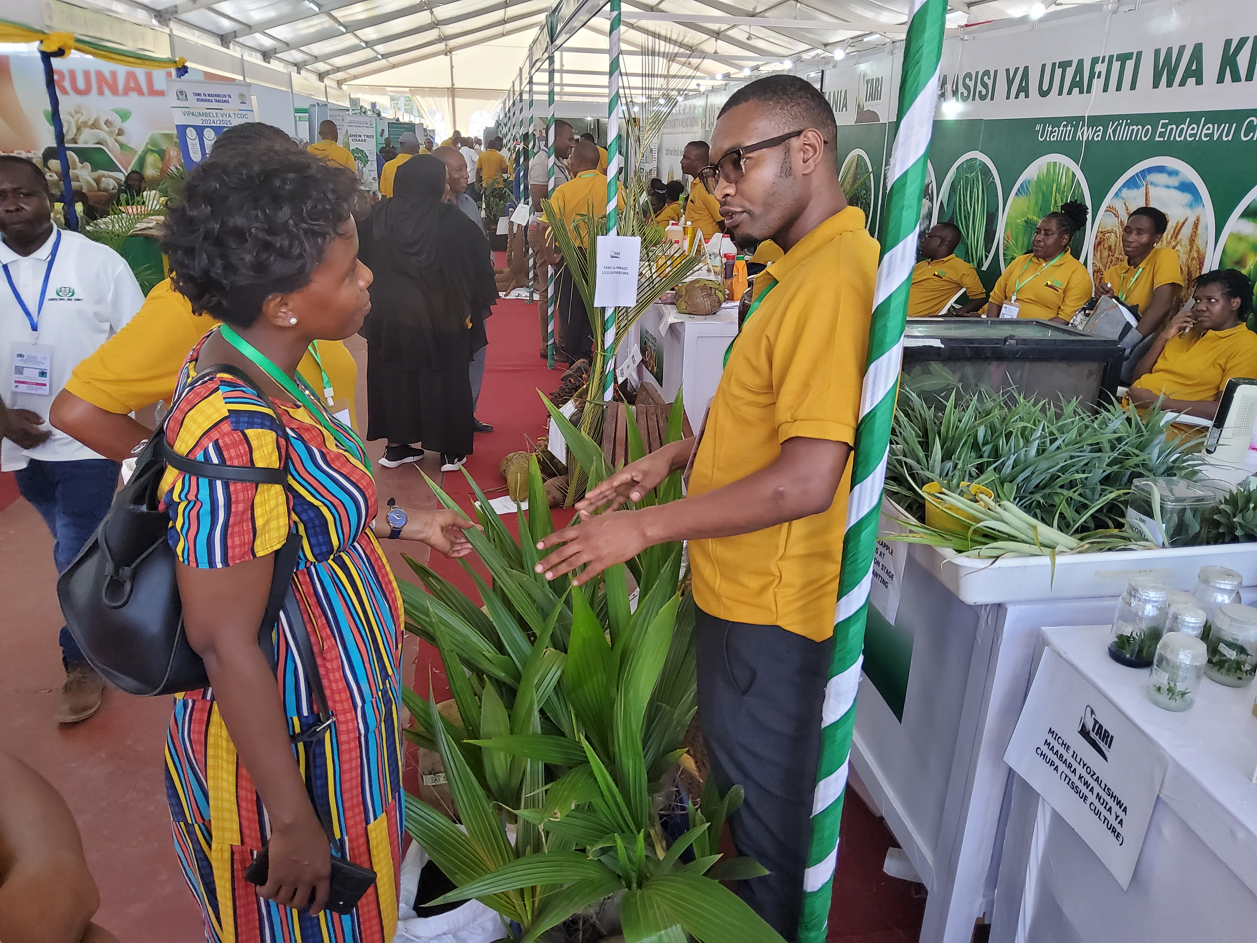 Jackson Rashidi (Right), researcher from TARI Mikocheni explaining to a farmer on coconut planting materials (East African Tall variety) during Dar es Salaam International Trade Fair (DITF) 2024