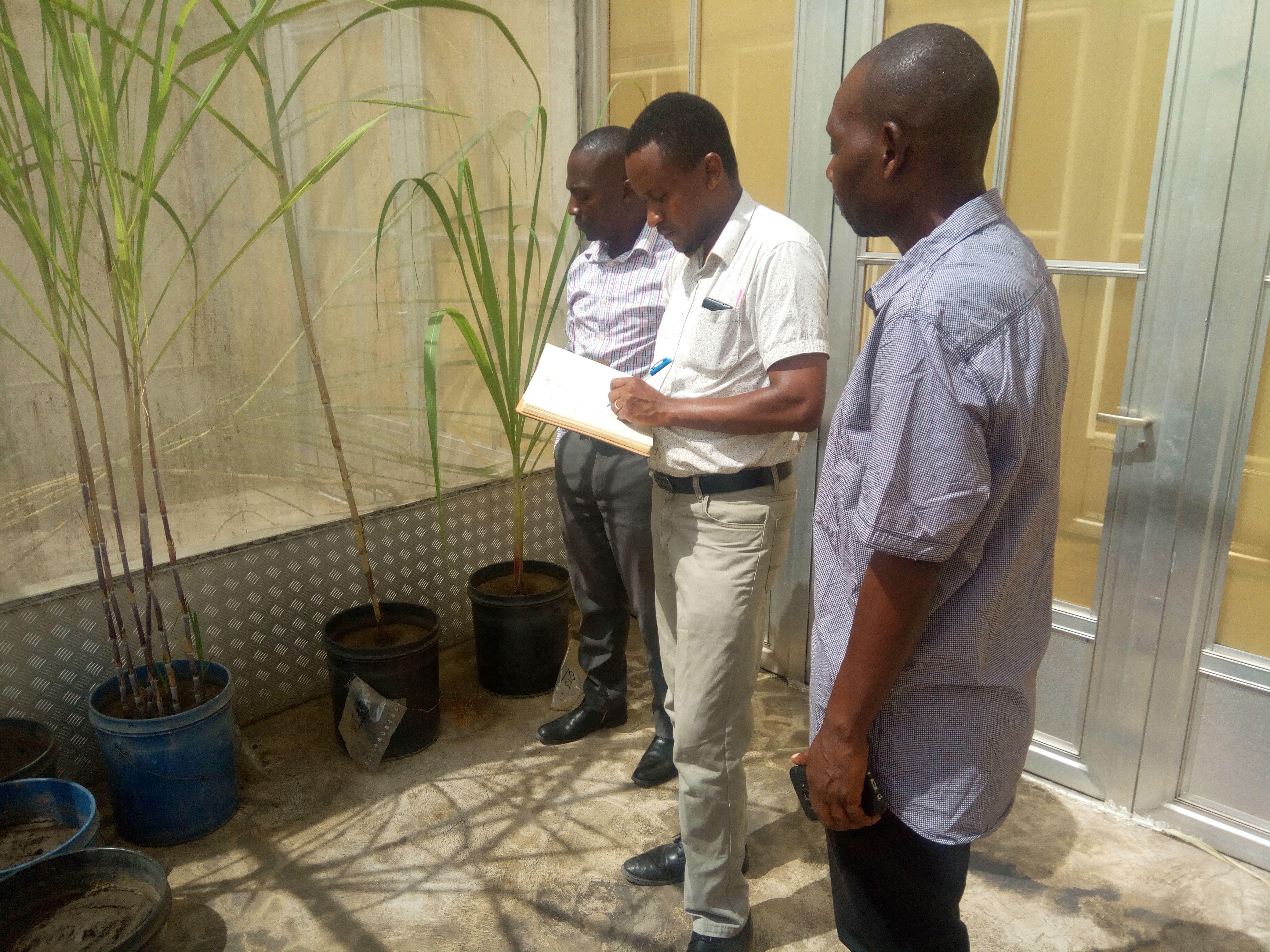 Sugarcane varieties inspected in close quarantine at TARI Kibaha