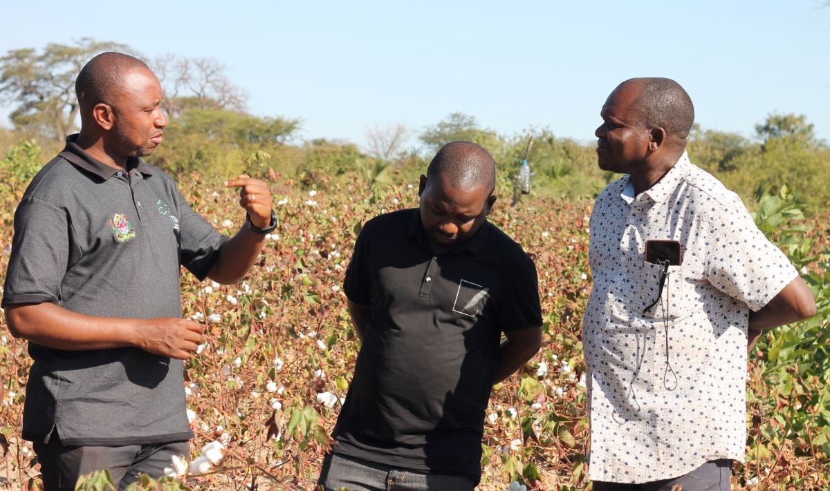 RESEARCHERS INSIST NEW COTTON PLANTING TECHNOLOGY TO BOOST YIELDS