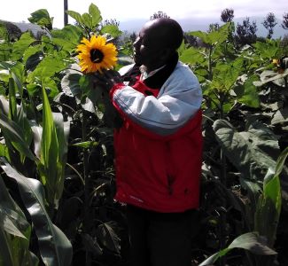 The FORI Project changes sunflower value chain in Arusha Region