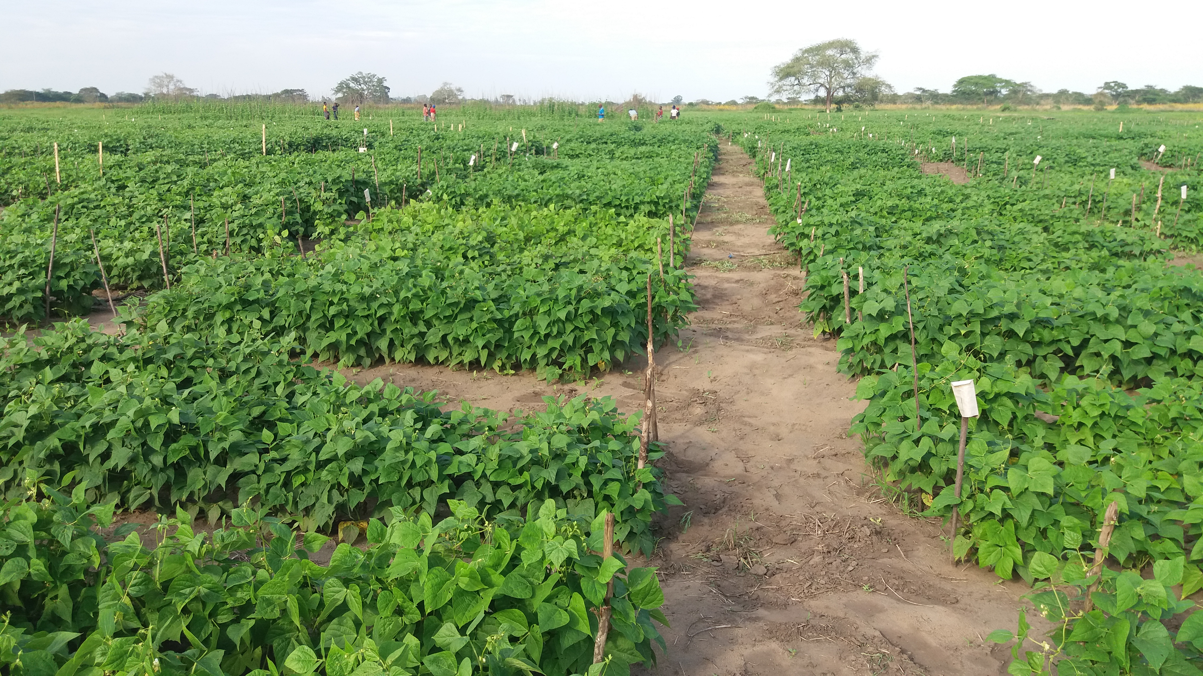 The Accelerated Varietal Improvement and Seed Delivery of Legumes and Cereals in Africa (AVISA) project 
