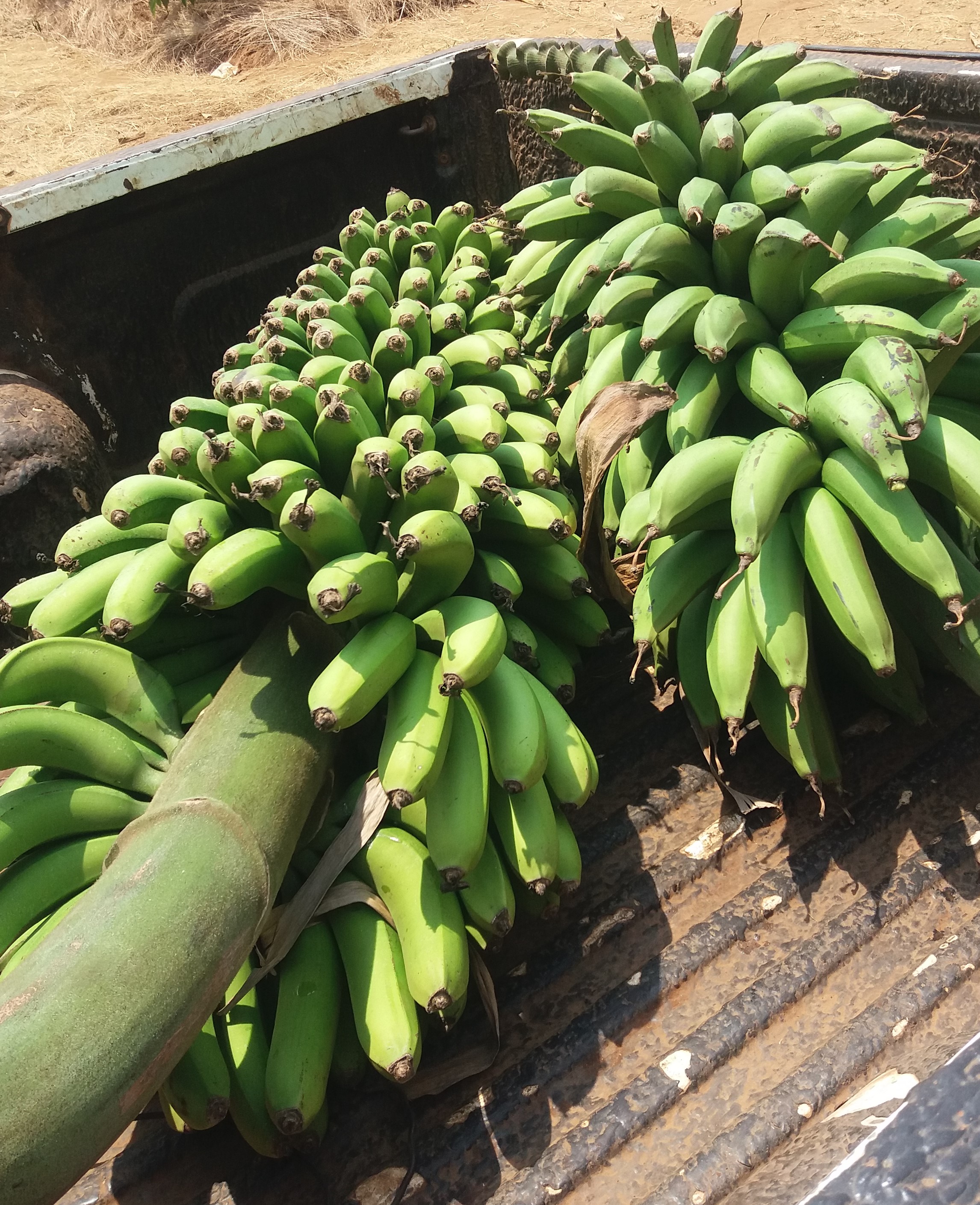Improving scalable banana agronomy for smallscale farmers in highland banana cropping system in East Africa (Banana Agronomy Project)