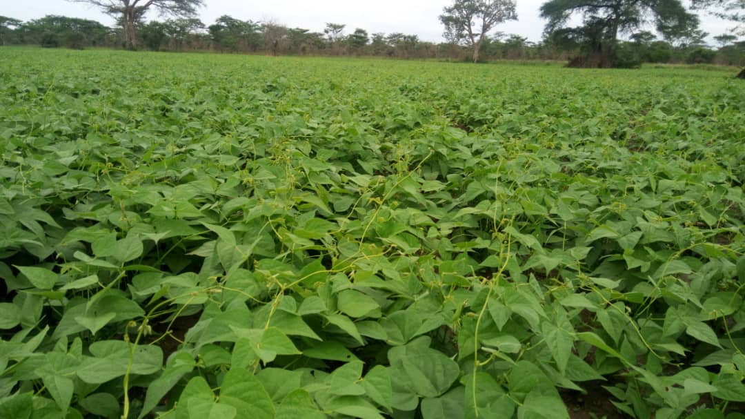 Rapid breeding for reduced cooking time and enhanced nutritional quality in common bean (RCBP) Project