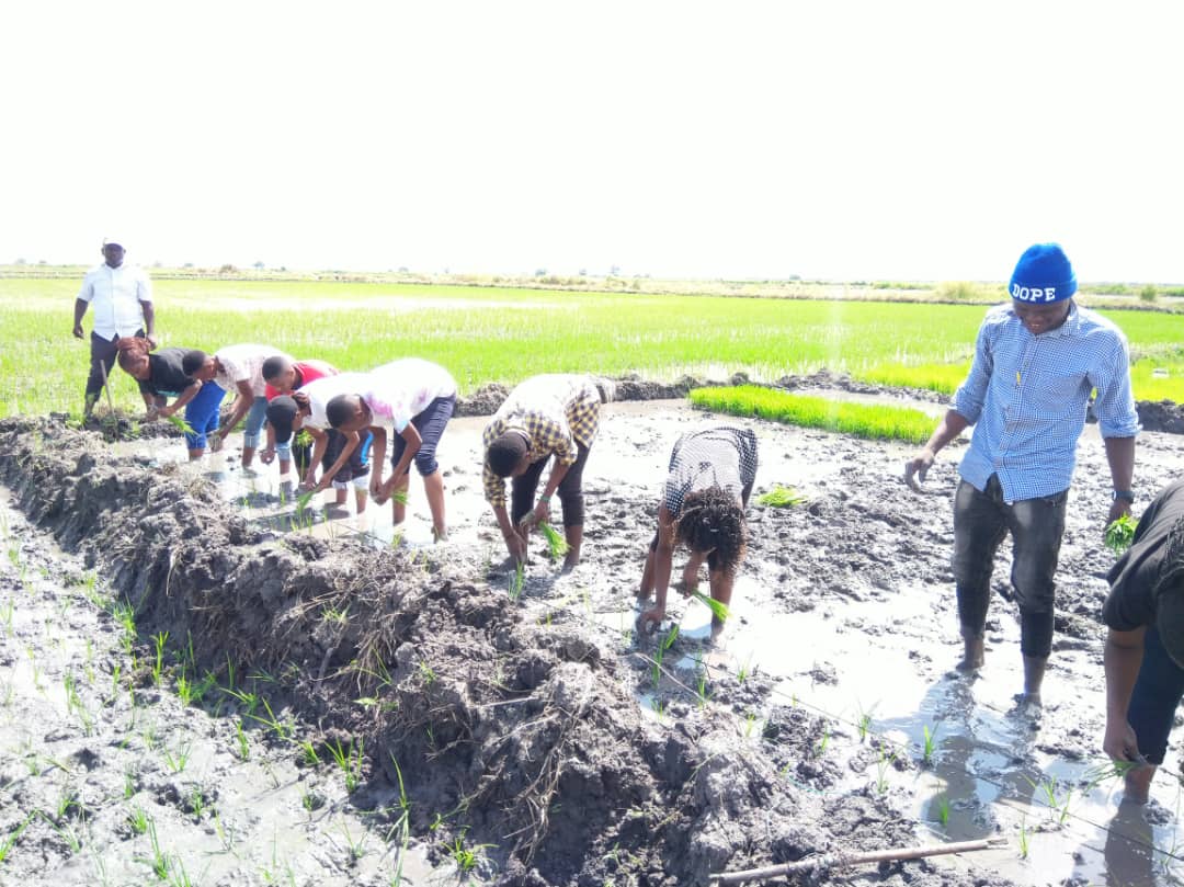 Students from the National Sugar Institute transplant rice seedlings establishing a demo plot at Dakawa Irrigation Scheme for promoting TARI RIC1, TARI RIC2 and TARI RIC3 (SARO7)  on April 04, 2022
