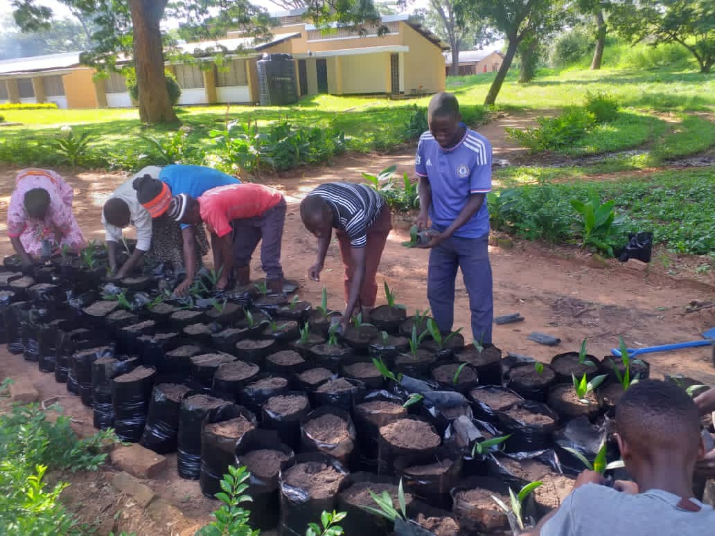 Transplanting Oil palm seedlings from Primary nursery to Secondary nursery at TARI Tumbi.