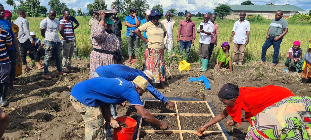 TARI Ifakara along with TARI Uyole and TARI Mikocheni in partnership with the Ifakara City Council to pass the SRI Tanzania project, have conducted a training program for more than 120 farmers and 8 extension officers in Msolwa and Mkula fields. The train
