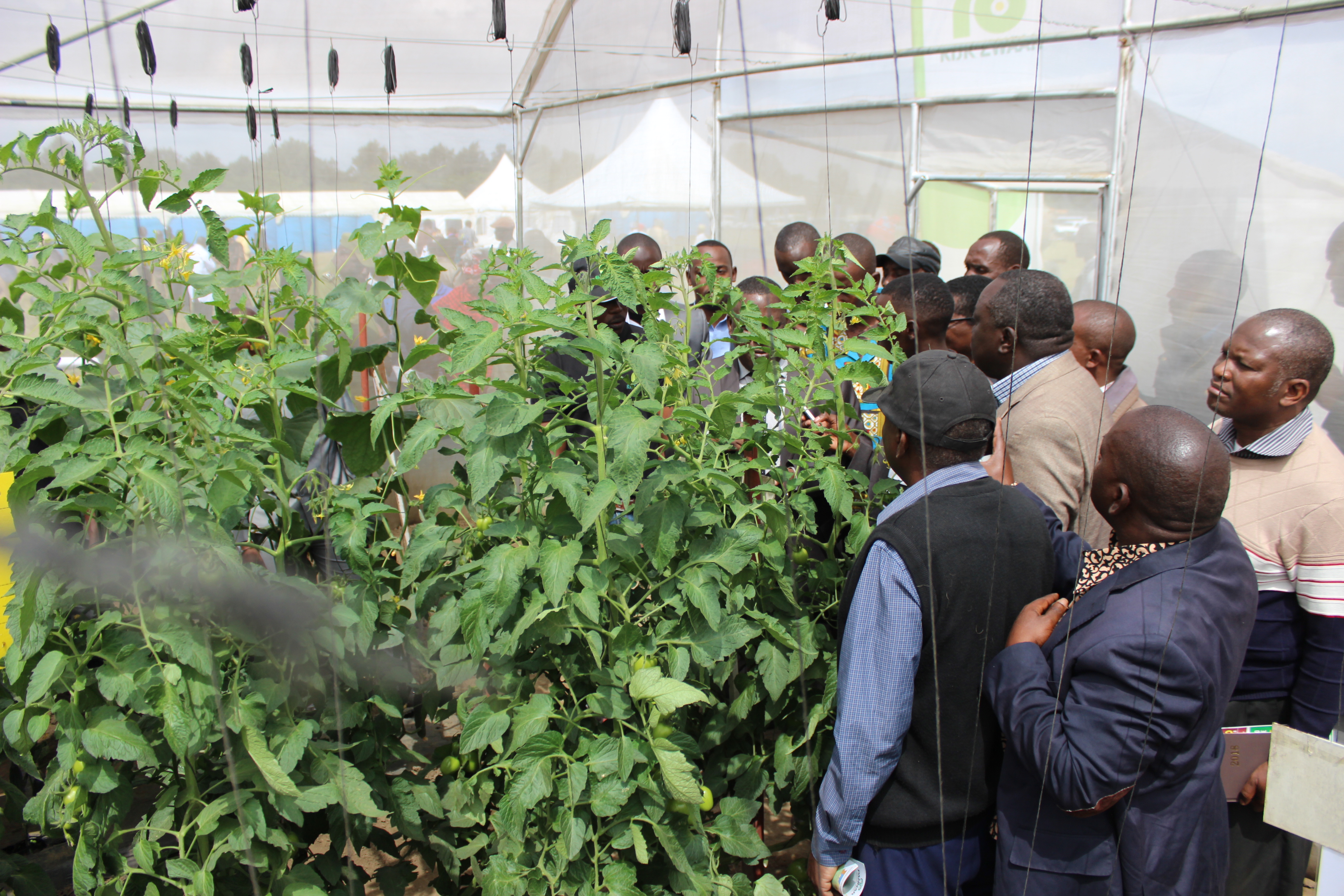 Eastern and Central Africa Bean Research Network/Pan African Bean Alliance 2018-2021