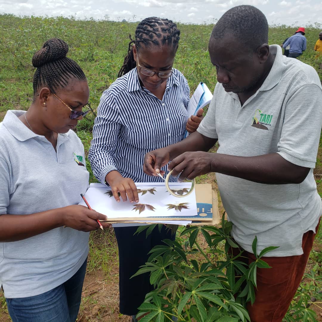 TARI Mikocheni in cooperation with TARI Ukiliguru when did a survey on CMD for the purpose of investigating the contribution of Sequences Enhancing Geminivirus Symptoms (SEGS) in breaking CMD resistance to cassava varieties with resistance to CMD.