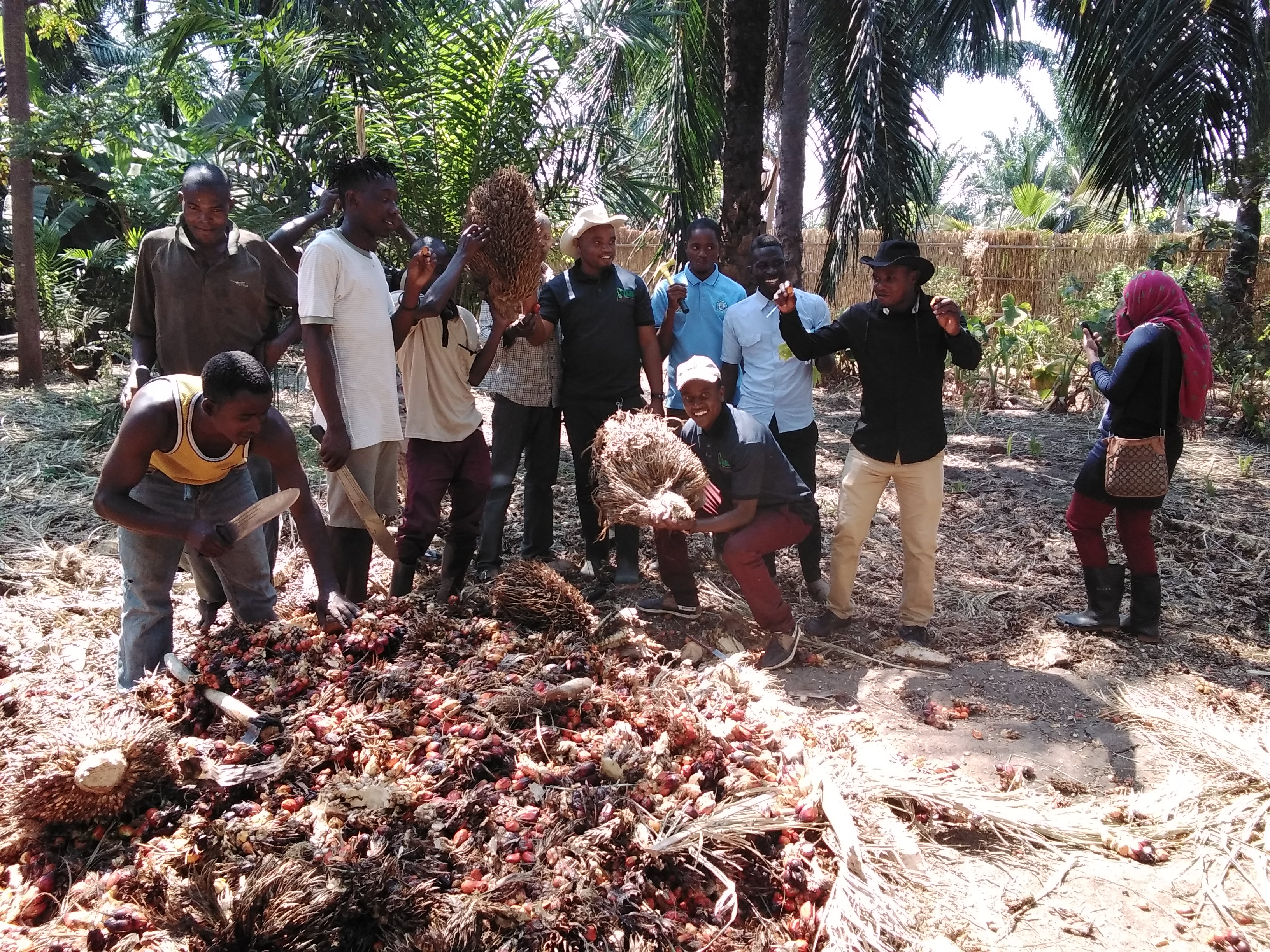 RESEARCHERS WITH OIL PALM FARMERS TOGETHER AFTER GETTING A  PISIFERA VARIETY DURING IDENTIFYING A PARENTAL MATERIALS IN TANGANYIKA IN KATAVI REGION