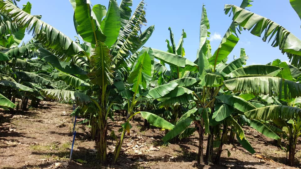 New Banana varieties are now in place