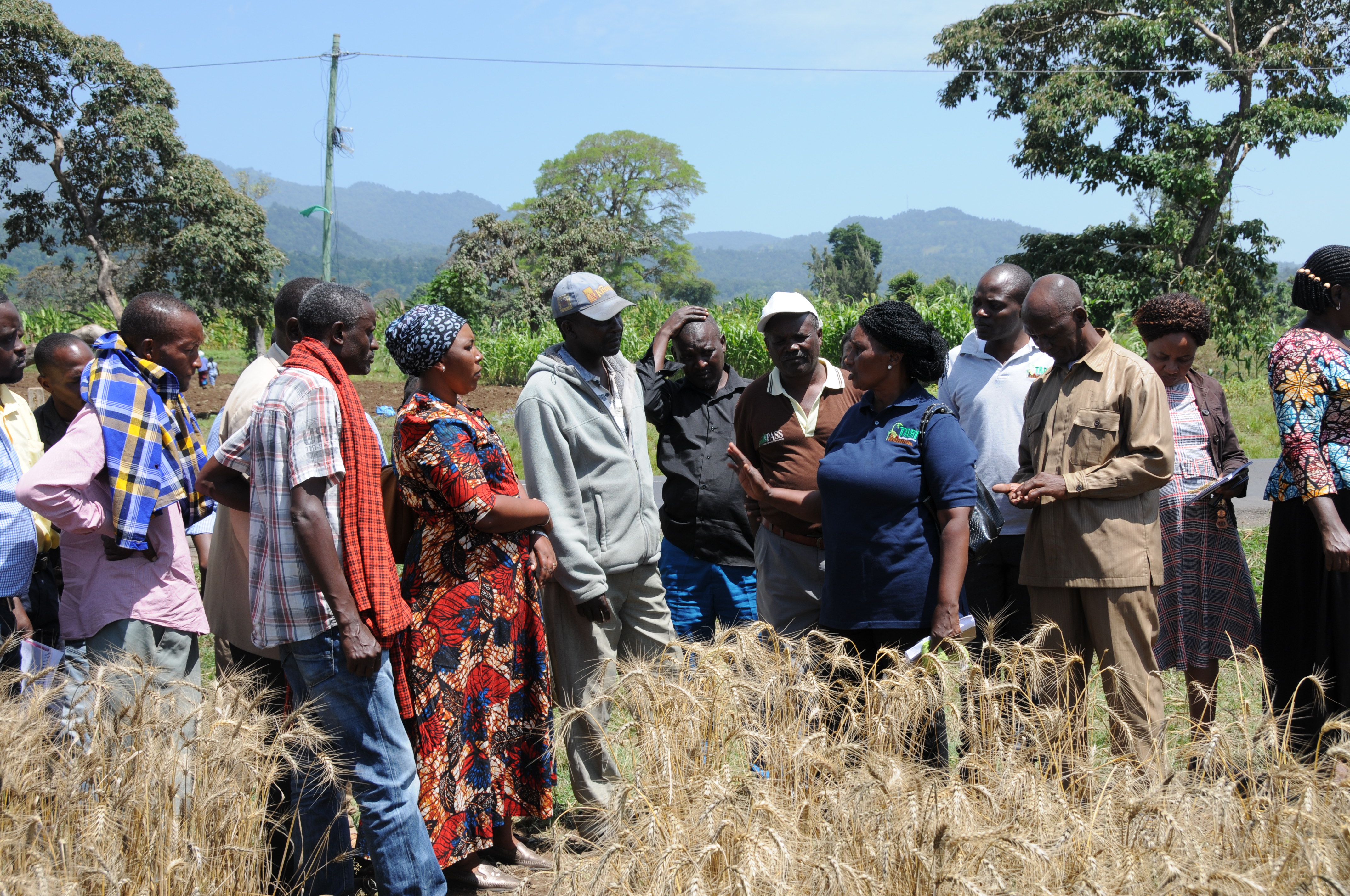Ms. Salome Munisi, the head of wheat section-TARI Selian  clarifies some points to farmers during wheat field day at Madira, Arumeru District Arusha